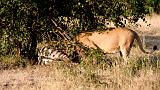 TANZANIA - Serengeti National Park - Leonessa con preda (Zebra) - 3